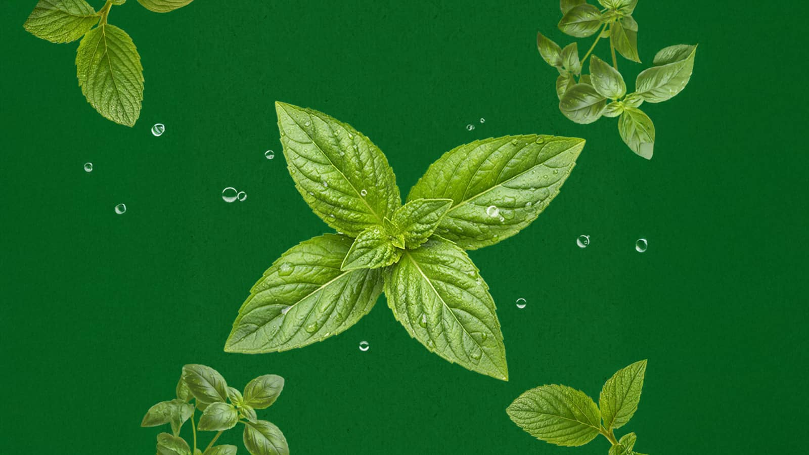 Spearmint Basil