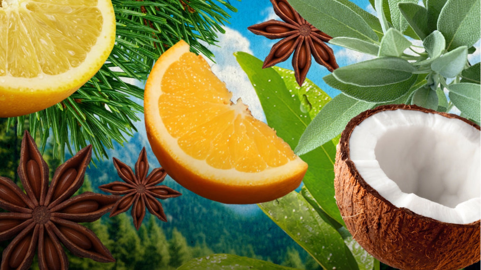 Citrus, pine, star anise, sage and coconut